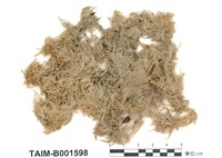 藏品(中位泥炭苔)的圖片